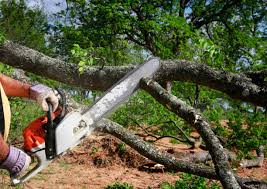 Carnot Moon, PA Tree Care Company