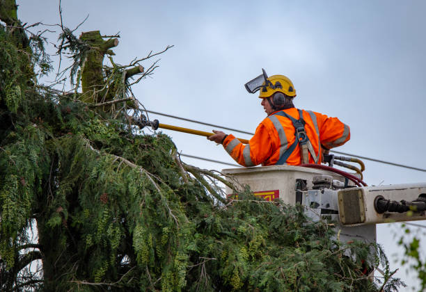 Best Tree Trimming and Pruning  in Carnot Moon, PA