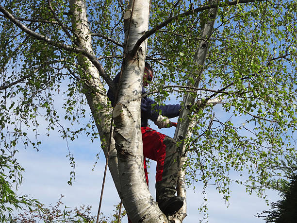 Best Tree Disease Treatment  in Carnot Moon, PA